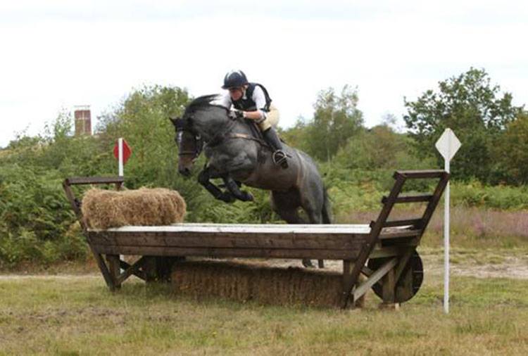 Connemara Pony